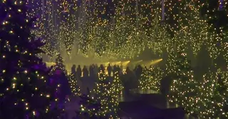 বড়দিনের আগেই জার্মানিতে চোখ ধাঁধানো আলোক উৎসব ‘ফরেস্ট উইন্টার লাইট’